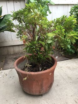 Outside plant
