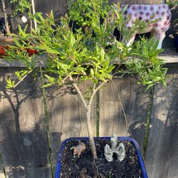 Bonsai Dwarf Pomegranate It Will Flower & Fruit $150