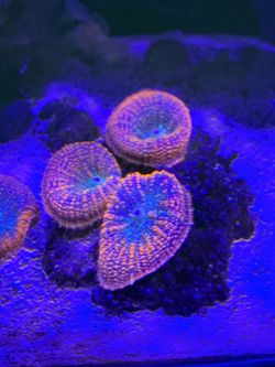 Super bright colorful mushrooms