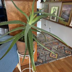 Aloe Vera Plant 