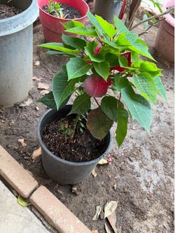 Small outdoor plant