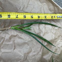 Fernwood snake plant cutting with lots of roots; 95820