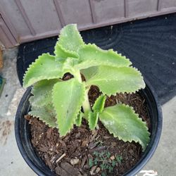 planta de orégano orejon a $8 cada una