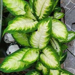Beautiful PLANT
