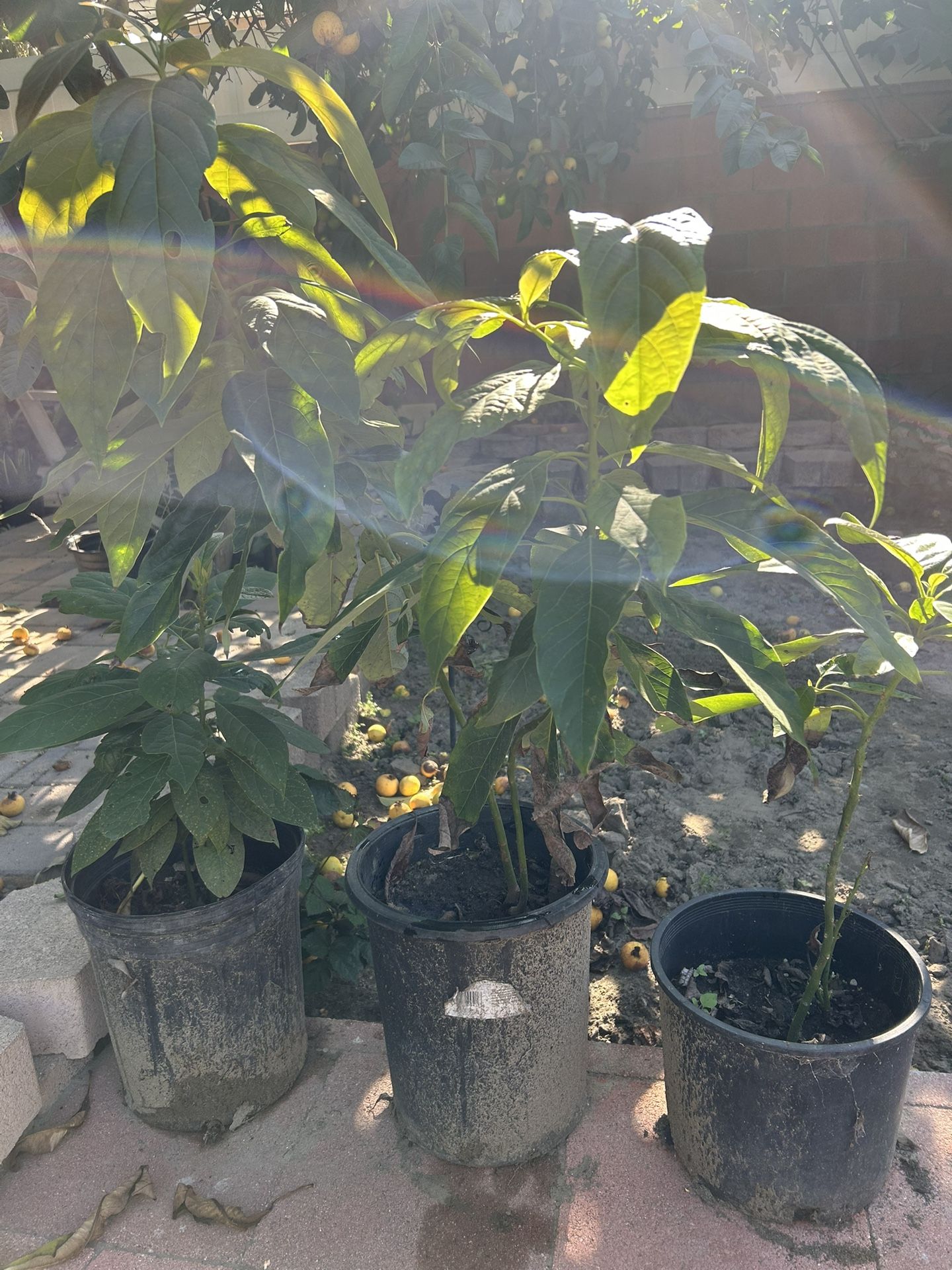 3 Avocado Plant For $50
