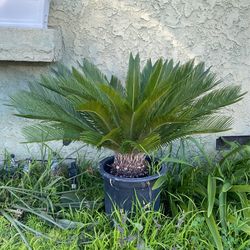 Sago Palm Tree