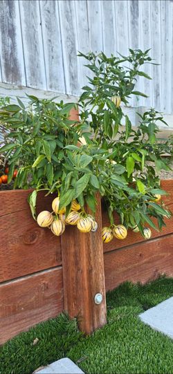 Pepino Melon Plant (人参果树) in Half Gallon Pot. $5/each Pot.