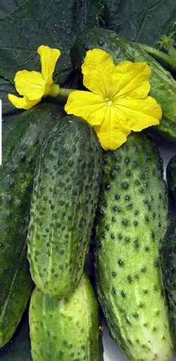 cucumber plant