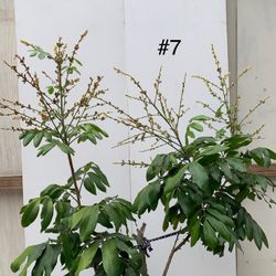 #7- Longan Tree 龍眼樹