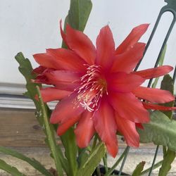 Epiphyllum Blooming Big Red Flower Plant, In 1 Gallon Pot Pick Up Only