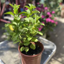 Mint Plant-Perennial 