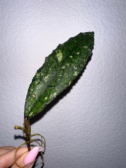 Hoya Clemensiorum rooted cutting