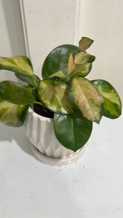 Hoya Australis Lisa