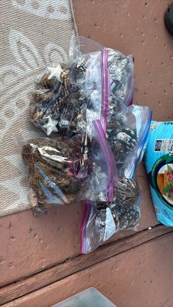 Lot Of Pinecones