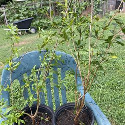 Pomegranate trees-(winter hardy, self pollinating wonderful & Salavatski Varieties 