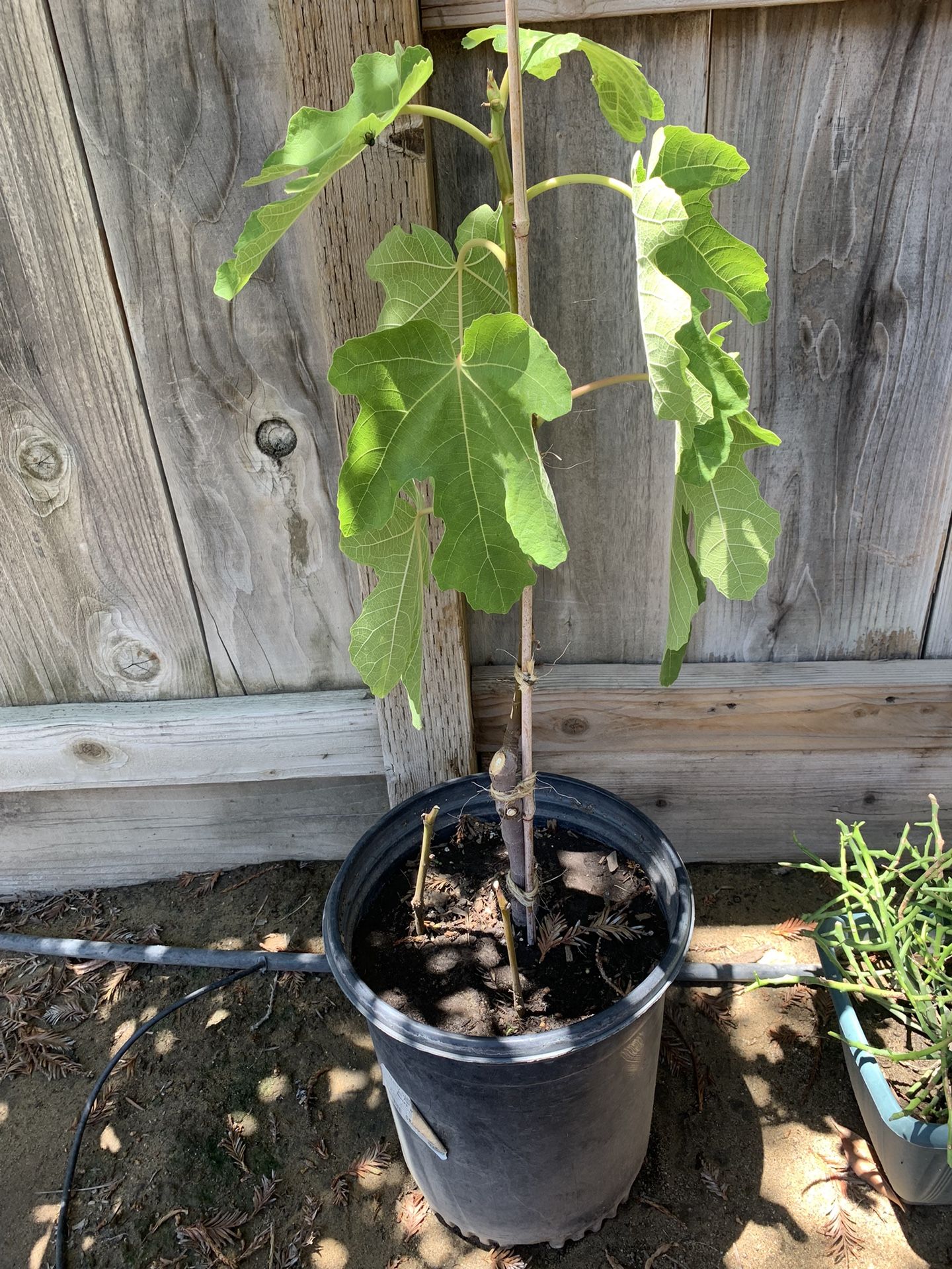 Fig Tree - Black Mission  $25