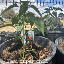 Thai Super Chile Plant (1 gallon) $5