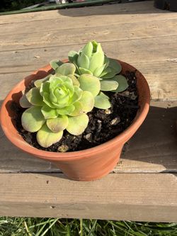 House Plants/ Unique Cactus Plants