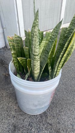 Plants for sale