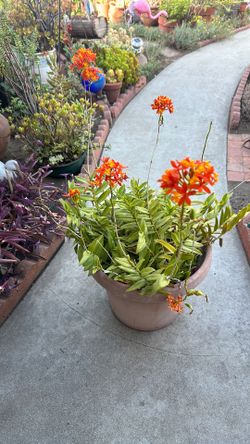 Dendrobium orchid orange plant