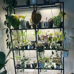 My  Entire PlantCollection , And Furniture For Sale !!!