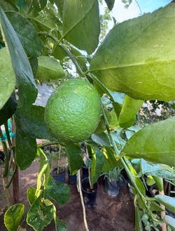Bearrs Lime 🍋‍🟩 Tree It has fruits.6F The Tall $130 Price Firm