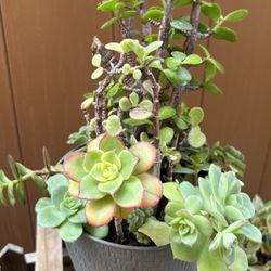 Succulents
