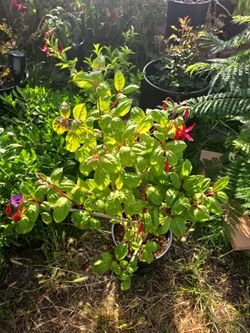 Fushia Plant With Flowers already