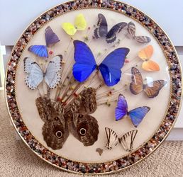 Butterfly Display From Brazil $25