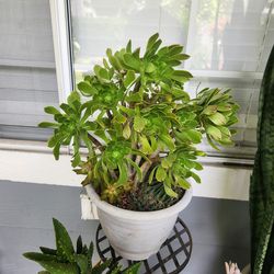 Succulent in pot  looks like rose