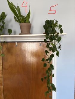 Trailing pothos