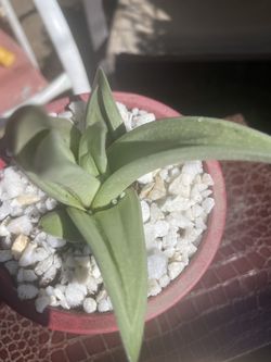 Planta Natural