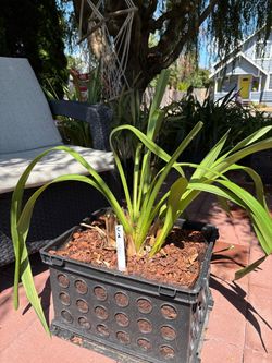 Cymbidium orchid C2