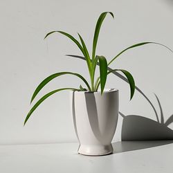 Global Green spider plant/ house plant/ indoor plant/ flower patio garden