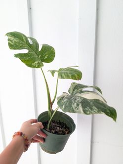 [EXACT PLANT]: Monstera Albo Variegated Plant 6" Pot - Indoor House Plants
