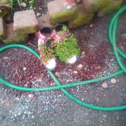 Walking Plants In Boots