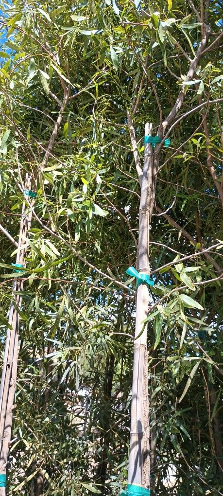 África Sumac Trees. Lawn & Garden