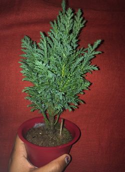 Small fake decor floral tree multi-purpose all sessions