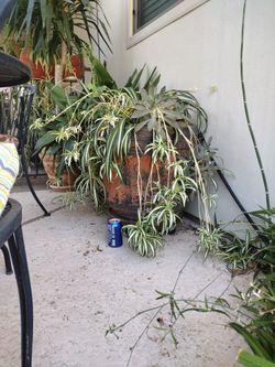 Big And Healthy Plant 