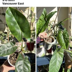 Two Plants- One Price