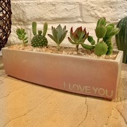 “I Love You” Real Succulent/cactus Planter 