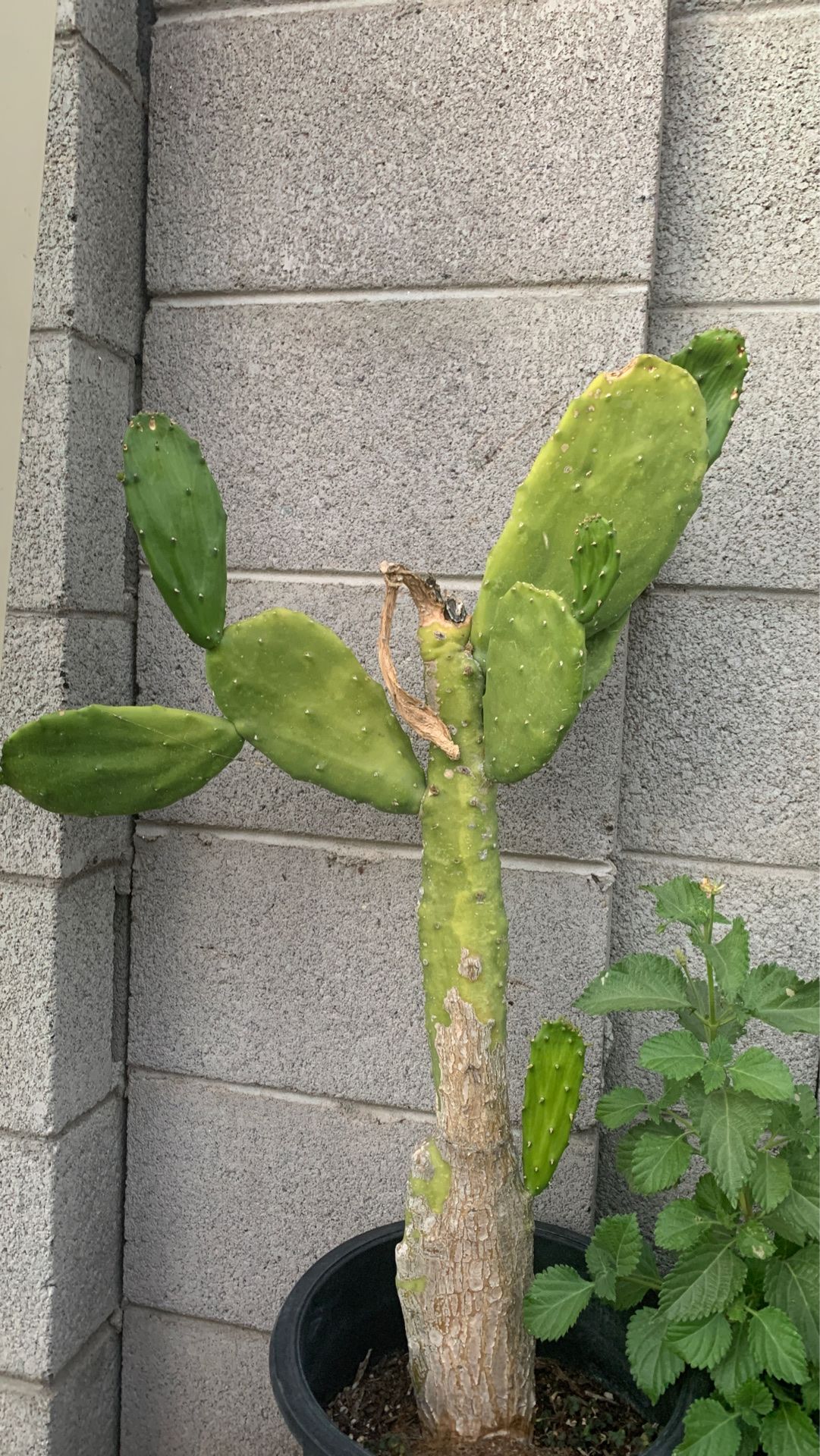 Nopal