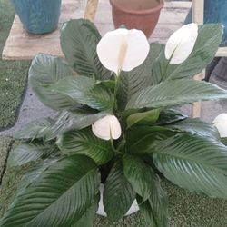 Gorgeous Indoor Plants From $15