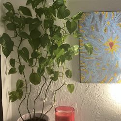 Golden Pothos House Plant with White Pot 
