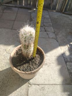 Oh man  Cactus plant