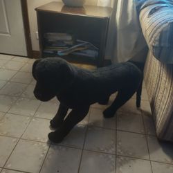 Black Dog Stuffed Animal Lifelike Size Cool Unique Lab Rot Toy