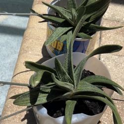 🌱 BIG Aloe variegata “Partridge Breast” – Altman Plants 🌱