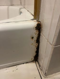 Repairs and Reglaze Bathtubs/ Showers