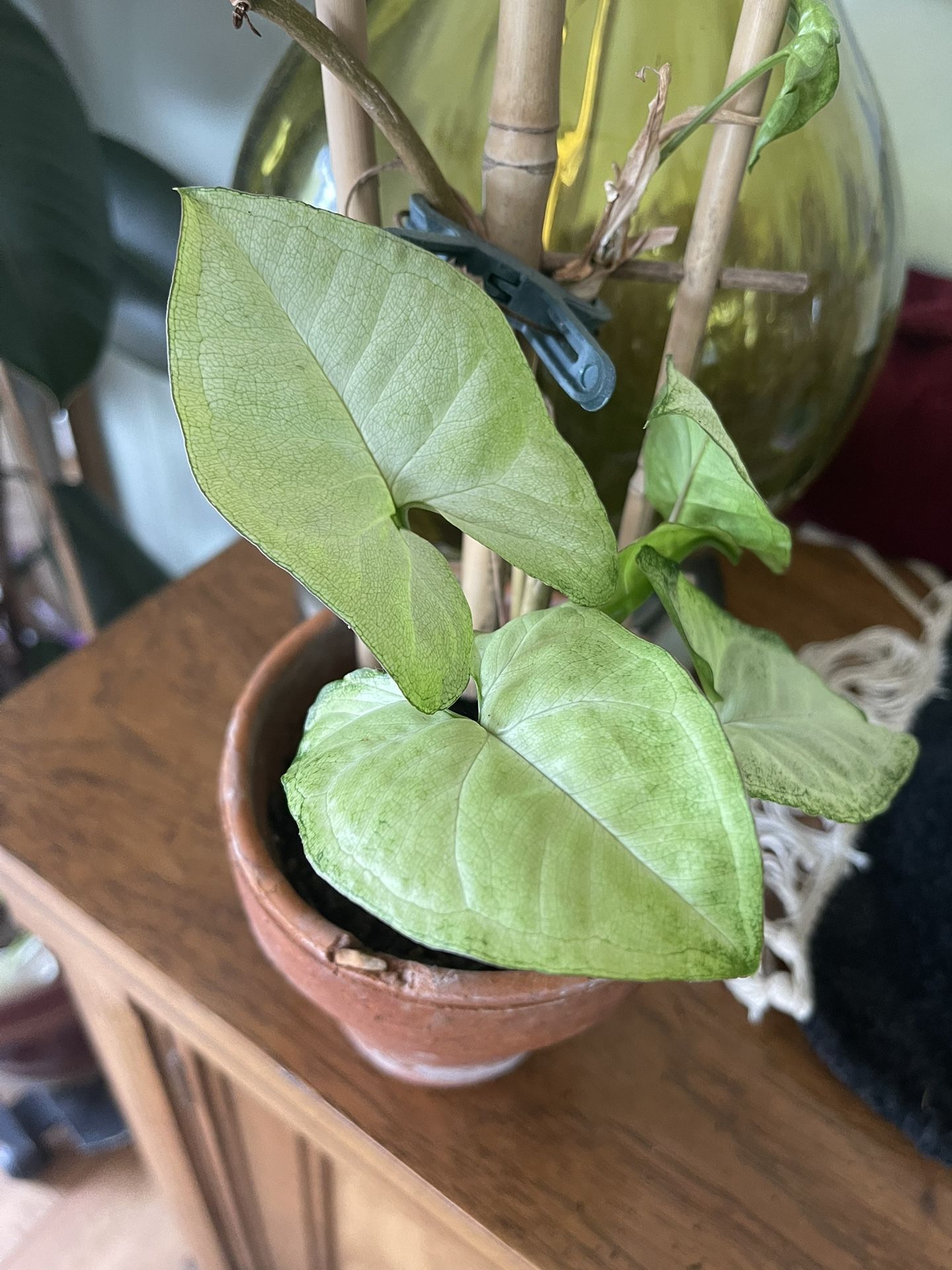 Arrowhead plant