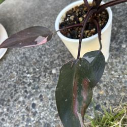 Cool Pink Princess philodendron In A Whit Ceramic Pot